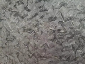 матрица версаче черная экзотическая античная полированная плита